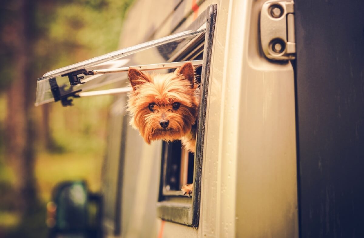 A travelling Motorhome with a small pet dog looking out the window