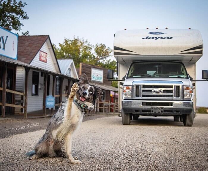 Top Tips for Safe RV Travel with Your Dog