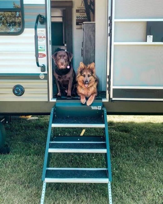 Two dogs sitting inside an RV camper in front of the carpet-covered RV steps